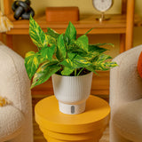 Epipremnum pinnatum Yellow Sunrise | medium