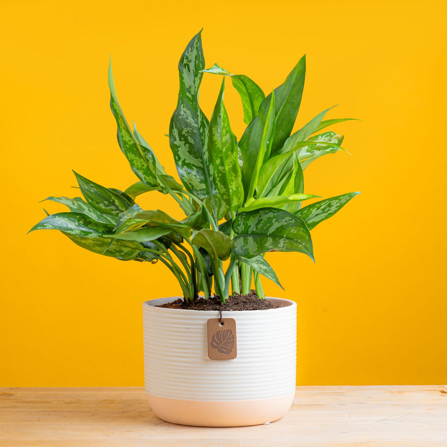 emerald beauty aglaonema in two tone white and cream pot set against a bright yellow background