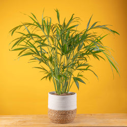 A medium sized Ponytail Palm plant in two tone cream and white ceramic planter set against a bright yellow backdrop and light wood table.