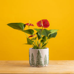 anthurium plant with 4 blooms in cream pot