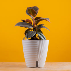Alocasia Polly | medium
