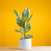 ficus tineke plant in white mid century modern pot, set against a bright yellow background
