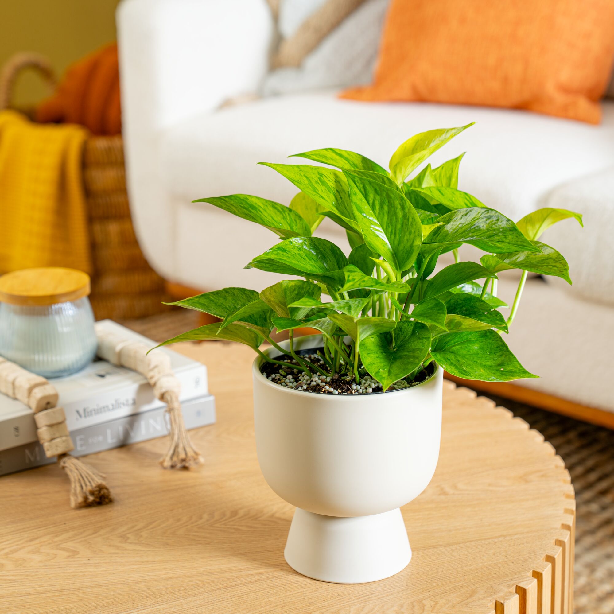 jessenia pothos plant Pothos Jessenia Bright