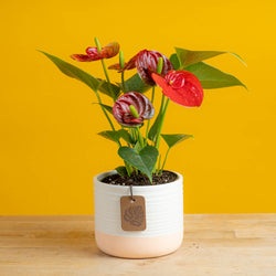 anthurium plant with 4 blooms in cream pot