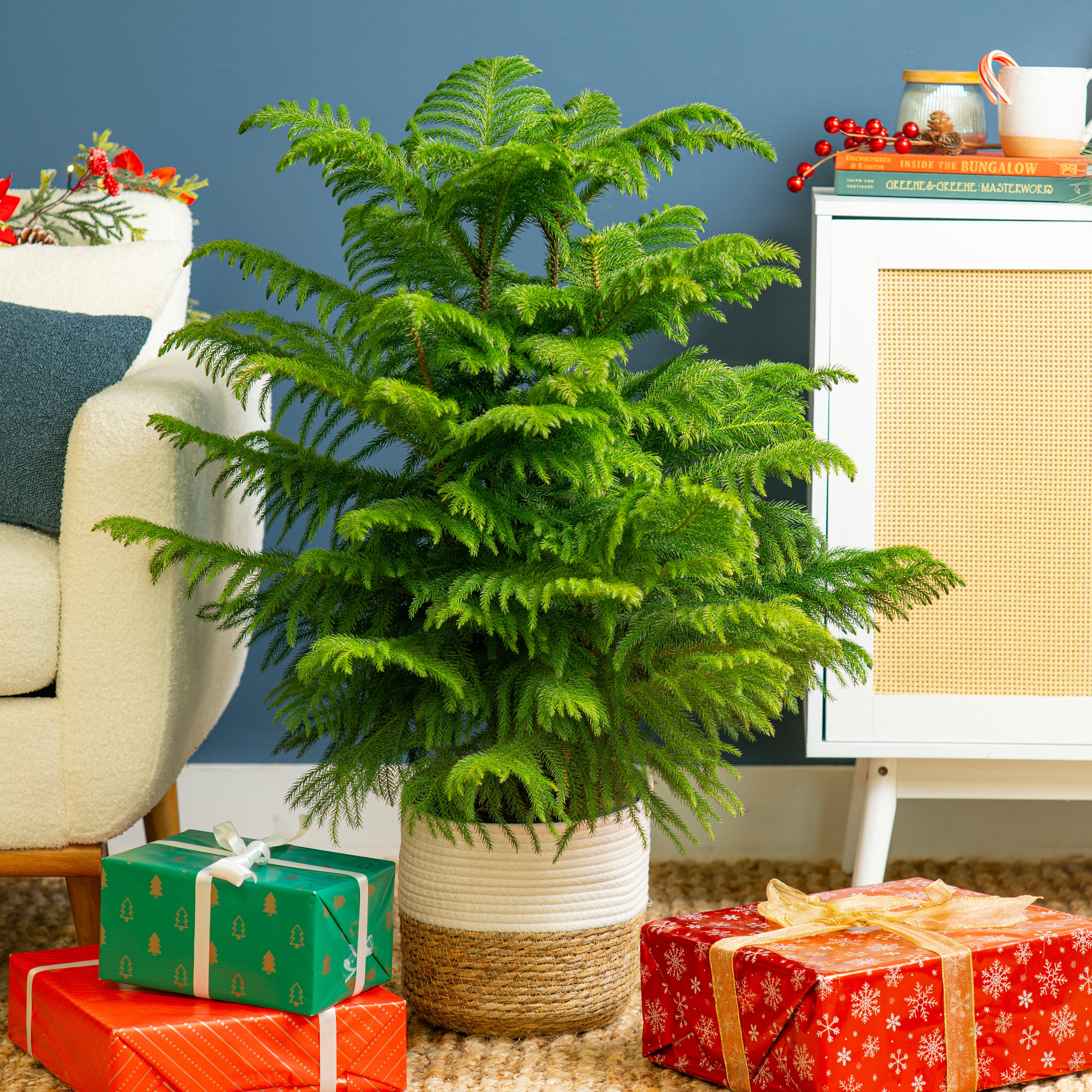 norfolk island pine indoor plants Norfolk Island Pine