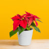 small poinsettia plant in white wave pattern pot, set against a bright yellow background