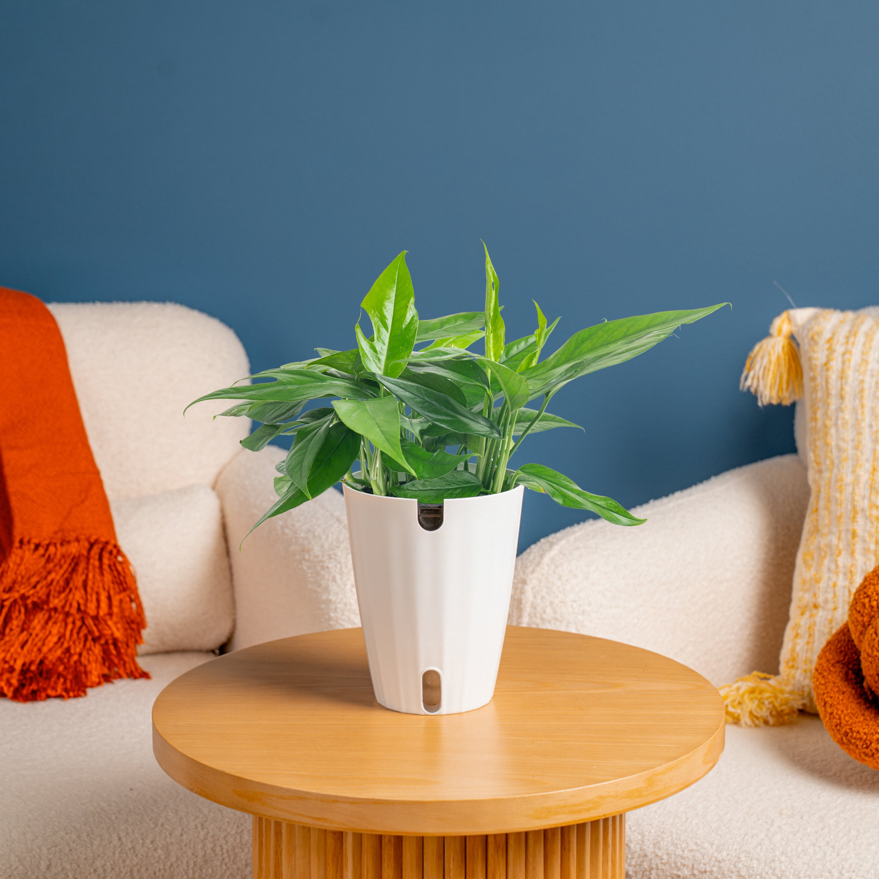Baltic Blue Pothos | medium – Costa Farms