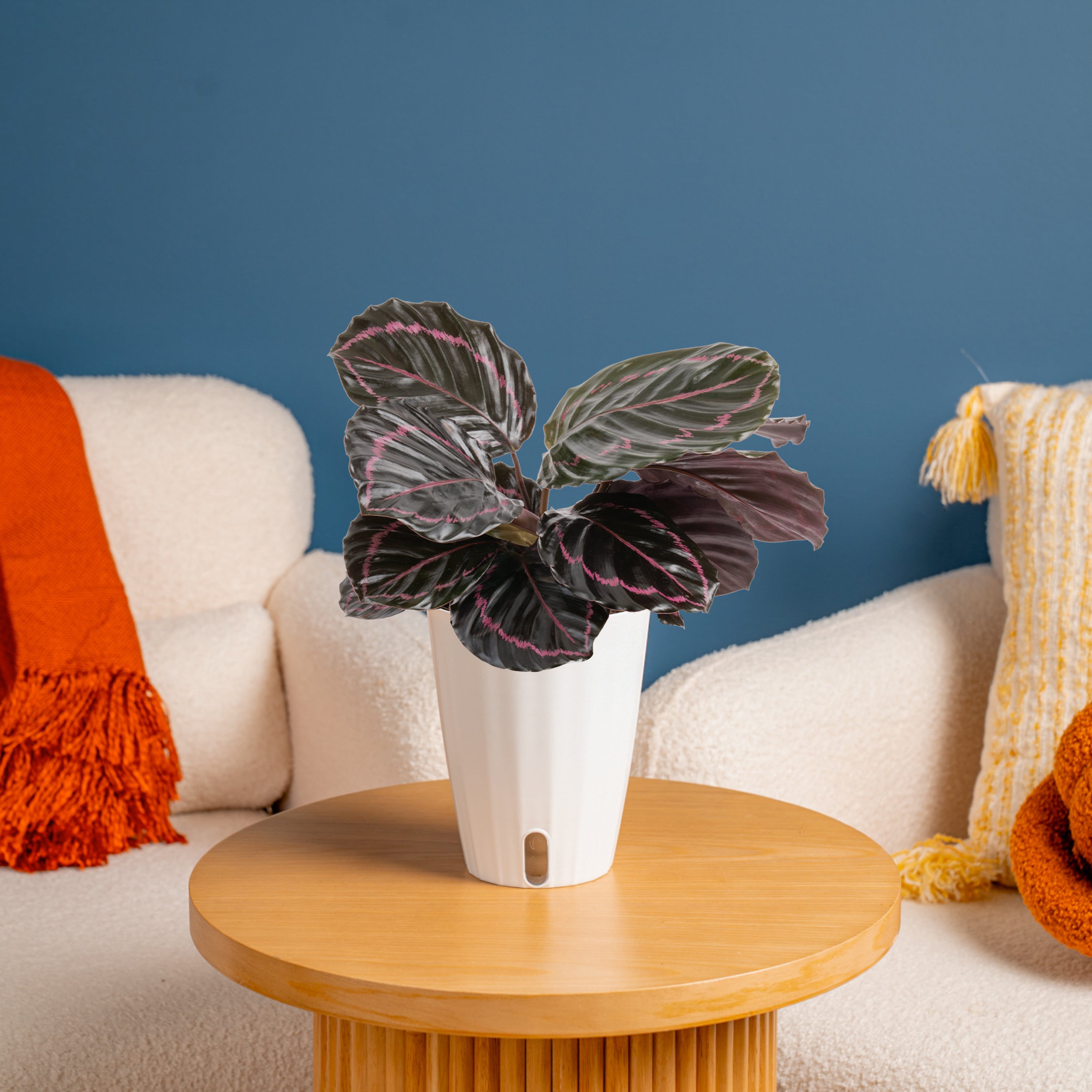 Calathea Dottie