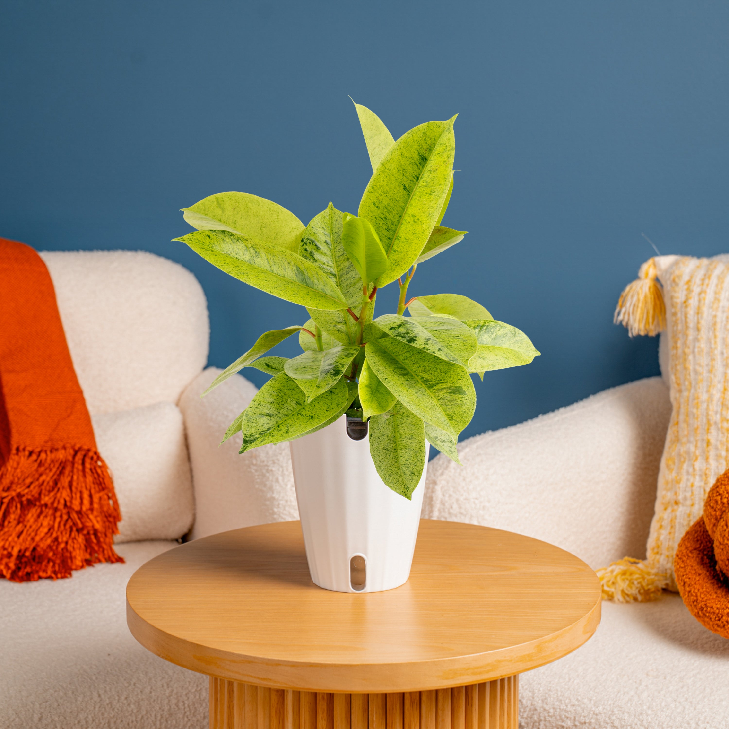 Ficus Shivereana | Medium – Costa Farms
