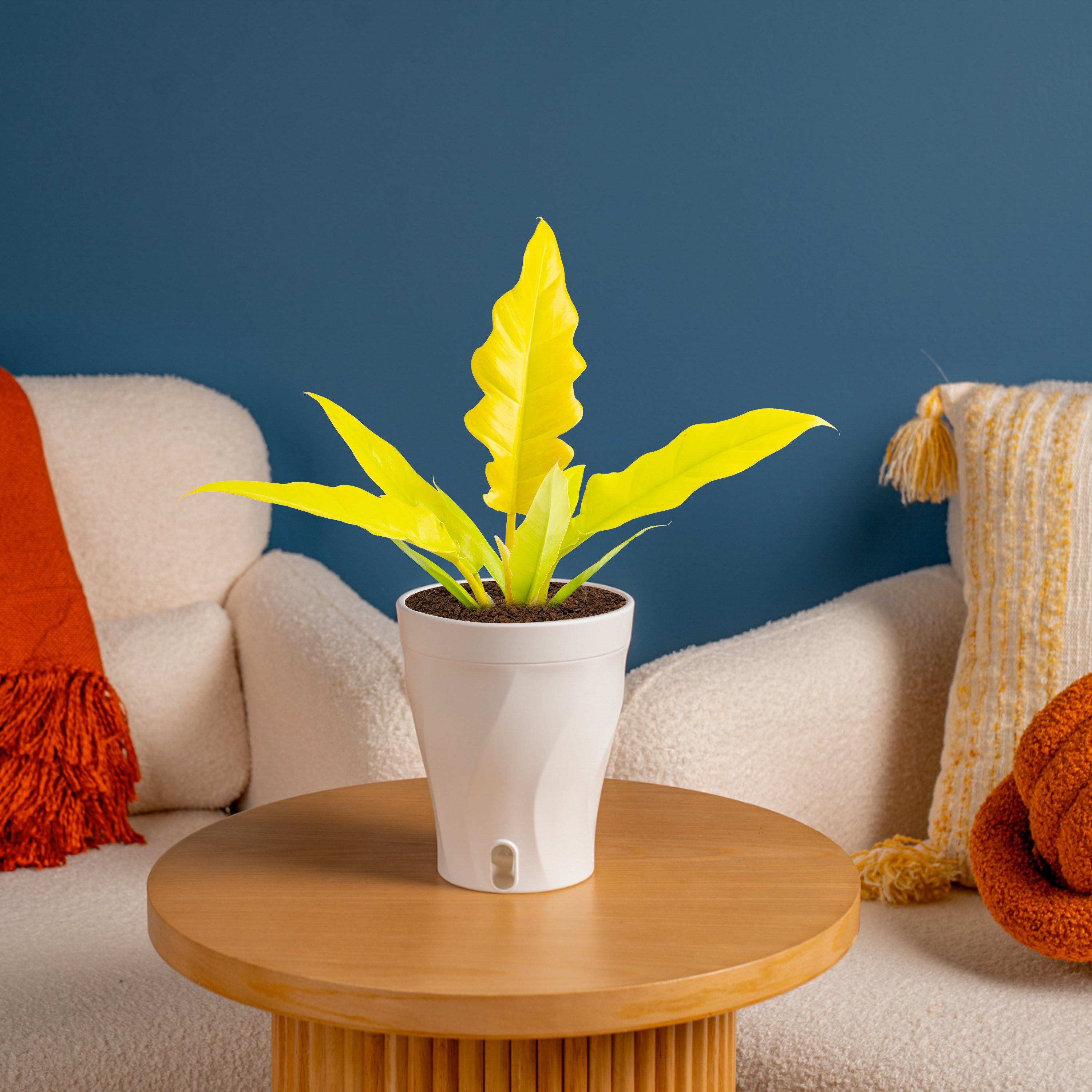 Philodendron Golden Crocodile | medium – Costa Farms