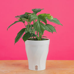 Begonia Maculata | medium