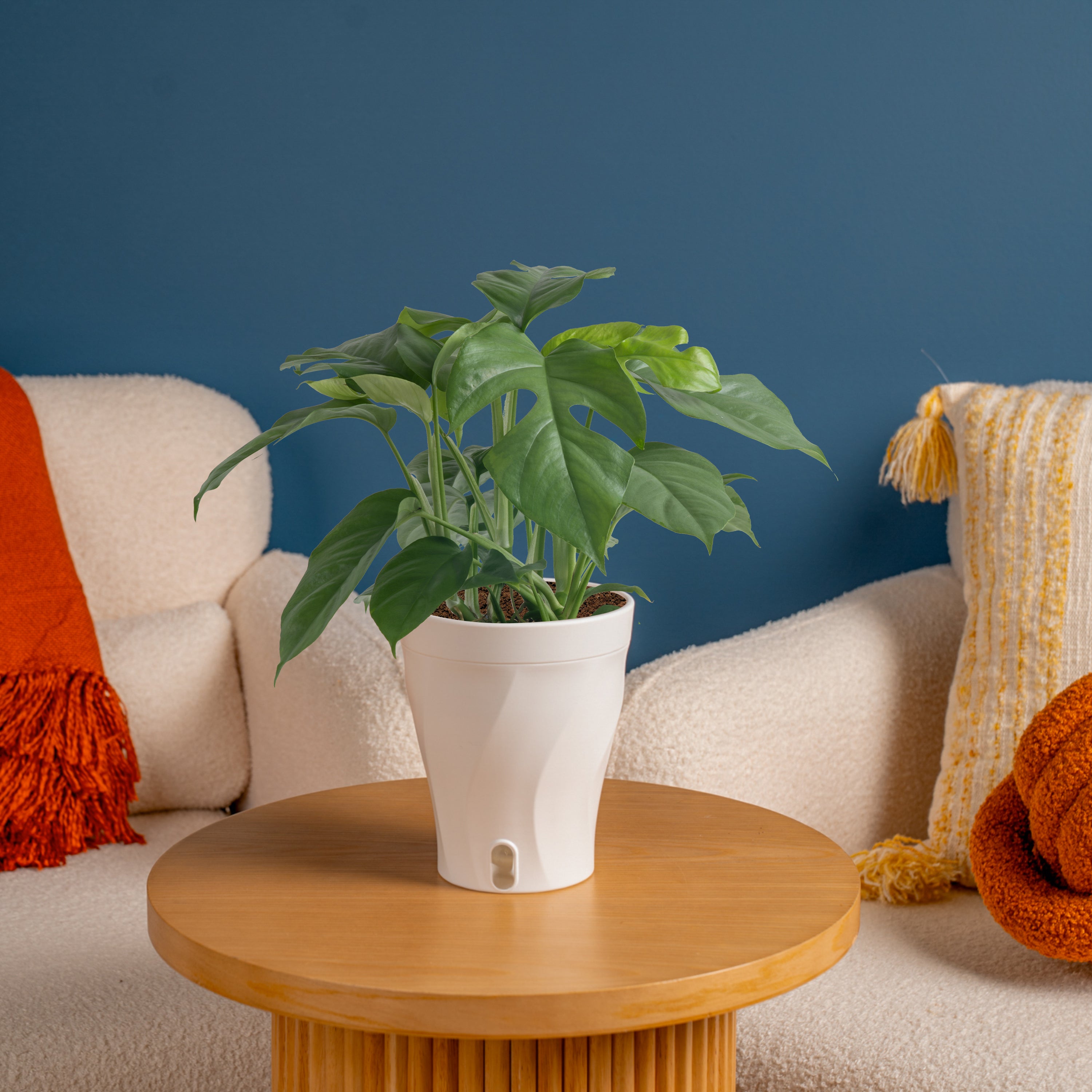 モンステラ・ポトス petit モンステラ・ポトス petit モンステラ・ポトス petit モンステラ｜京都