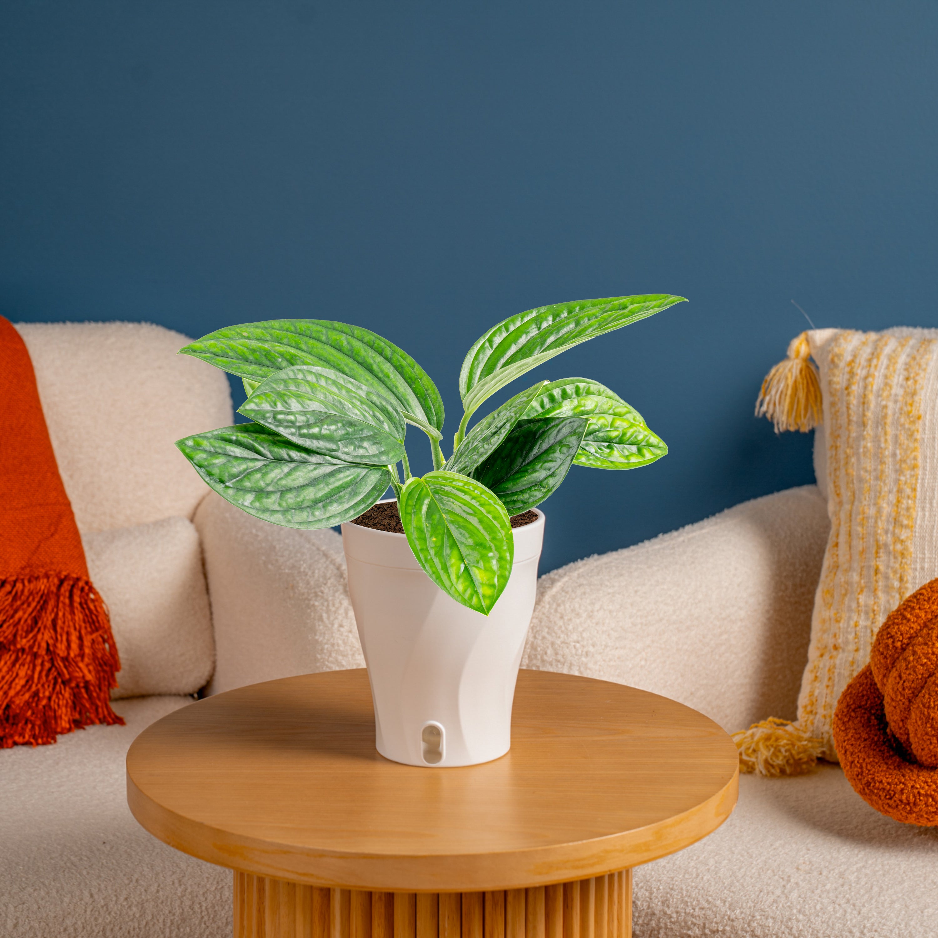 pothos peru Monstera Peru