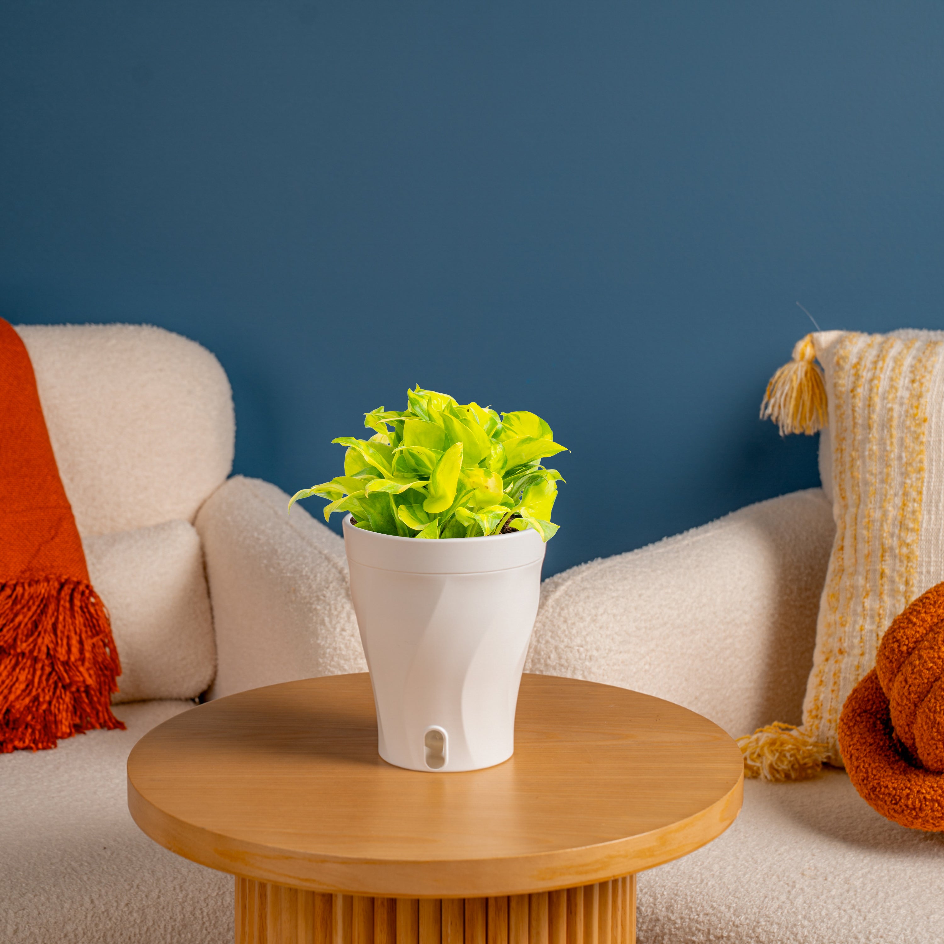 neon joy pothos Pothos Neon Joy