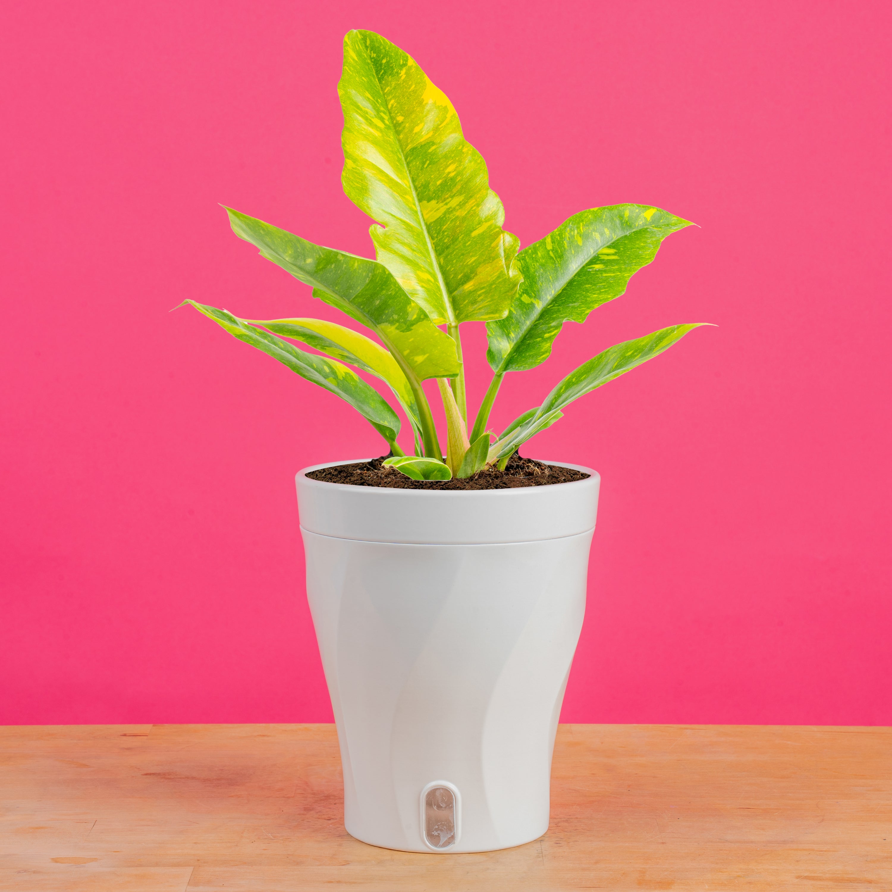 philodendron golden ring of fire Ring of Fire