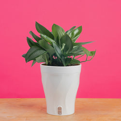 Scindapsus treubii Moonlight | medium