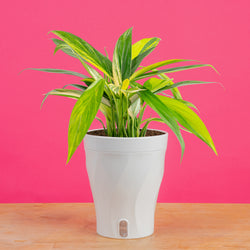 large monstera esqueleto plant with many fenestrations in a modern white fluted pot, set against a bright pink background