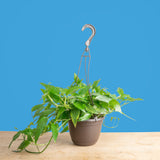 A Skeleton Key plant sits on a light wooden table with a bright blue backdrop. The plant is in a black grower's hanging basket. The leaves vine downwards and have a pointed shape. The mature leaves have a unique skeleton-key shape.