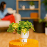 Lemon Top Pothos | medium