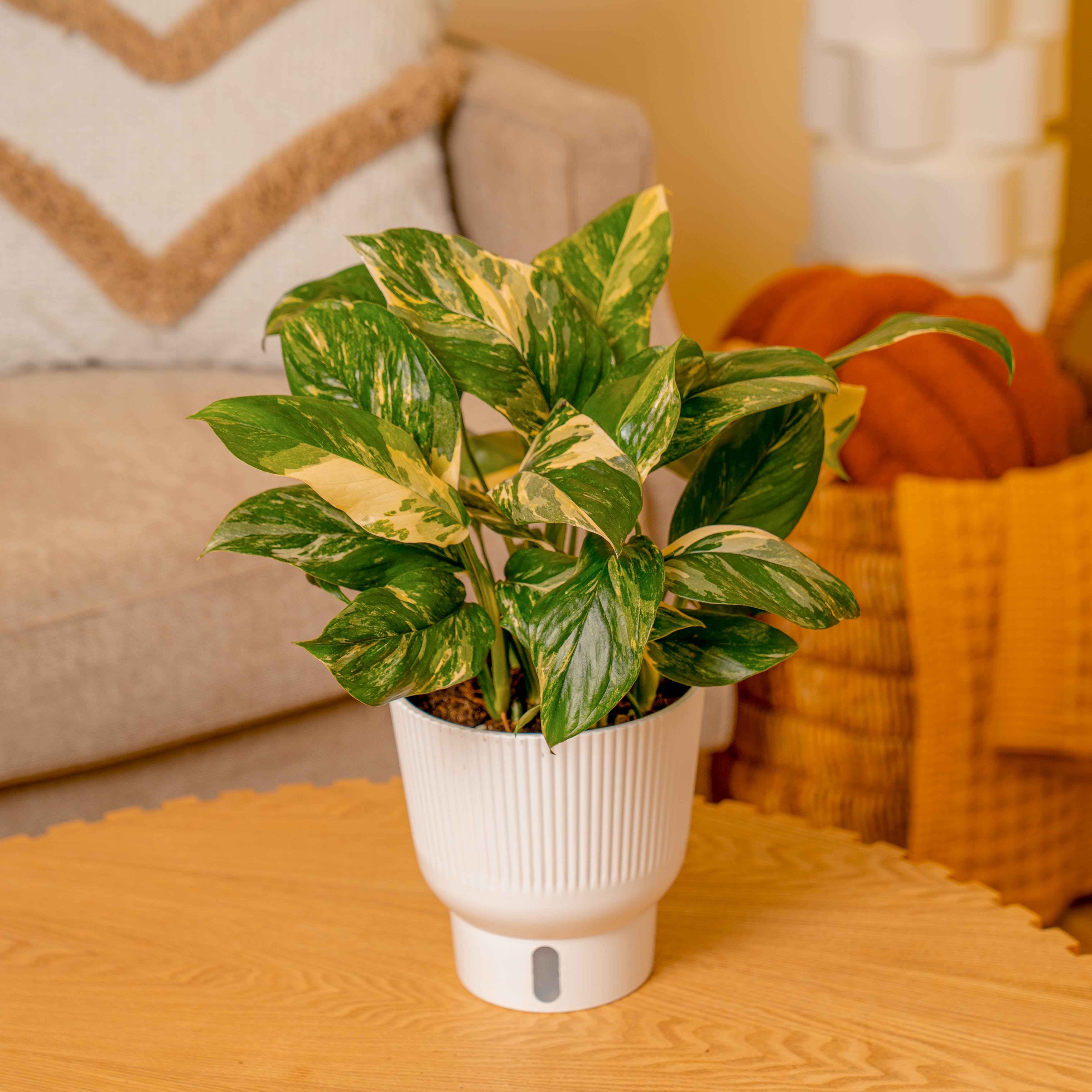 モンステラ・ポトス Monstera lechleriana albo variegated Monstera Lechleriana Albo | medium – Costa Farms