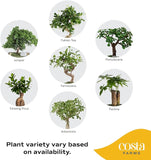 DIY Bonsai Kit