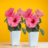 Tropical Hibiscus HibisQs® Adonicus Double Pink in a set of two with open pink flowers, set against a bright yellow background