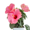 close up of Tropical Hibiscus HibisQs® Adonicus Double Pink flowers to showcase brilliant pink blooms and dark green leaves