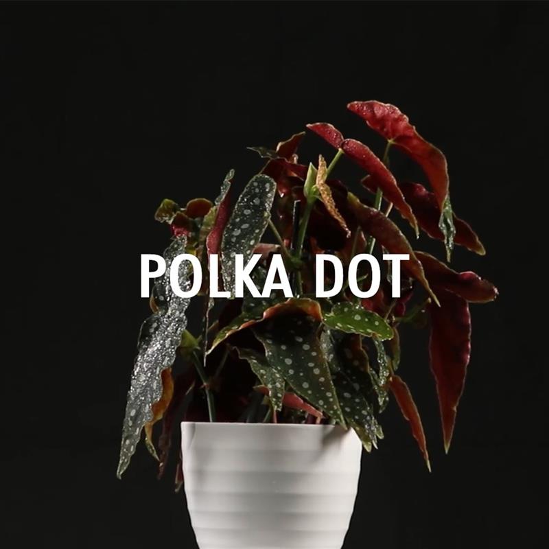 Begonia_Maculata_Cap_Pre.jpg