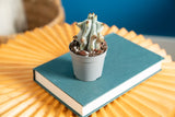 Stenocereus Beneckei Cactus | teacup
