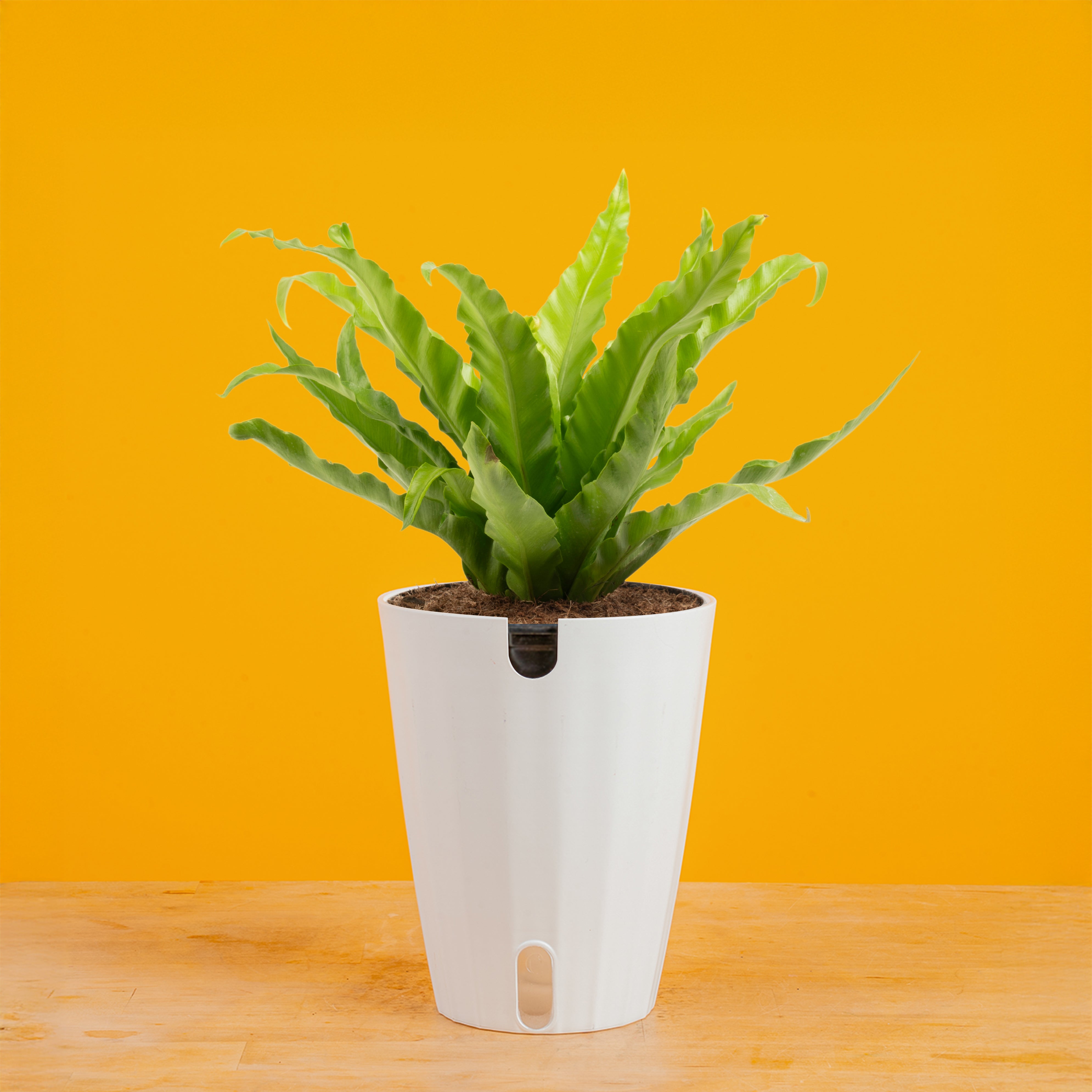 birds nest fern indoors Bird's Nest Fern – Costa Farms