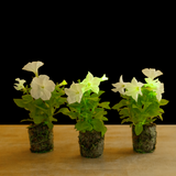 Firefly Petunia | Mini