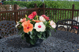 Tropical Hibiscus HibisQs® Adonicus Double Pink flowers together in a pot with other bloom colors like white and orange, sitting on a garden table in a backyard on a sunny day