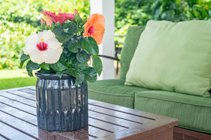 Tropical Hibiscus HibisQs® Adonicus Double Pink flowers in a ceramic pot, together with other bloom colors like white and orange on a patio table in a backyard