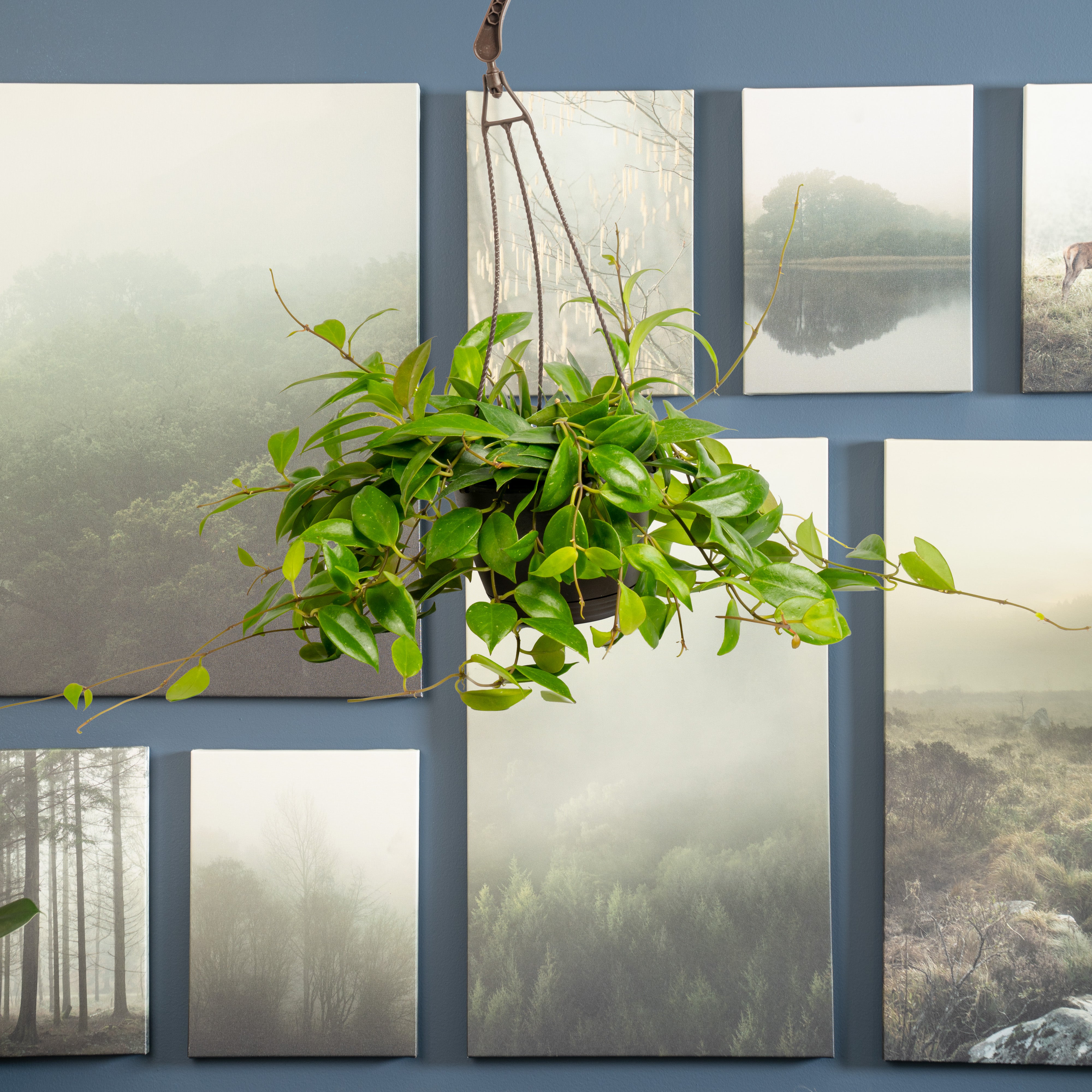 Hoya Sunrise | medium – Costa Farms