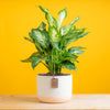 dieffenbachia plant in two tone ceramic pot set against a bright yellow background