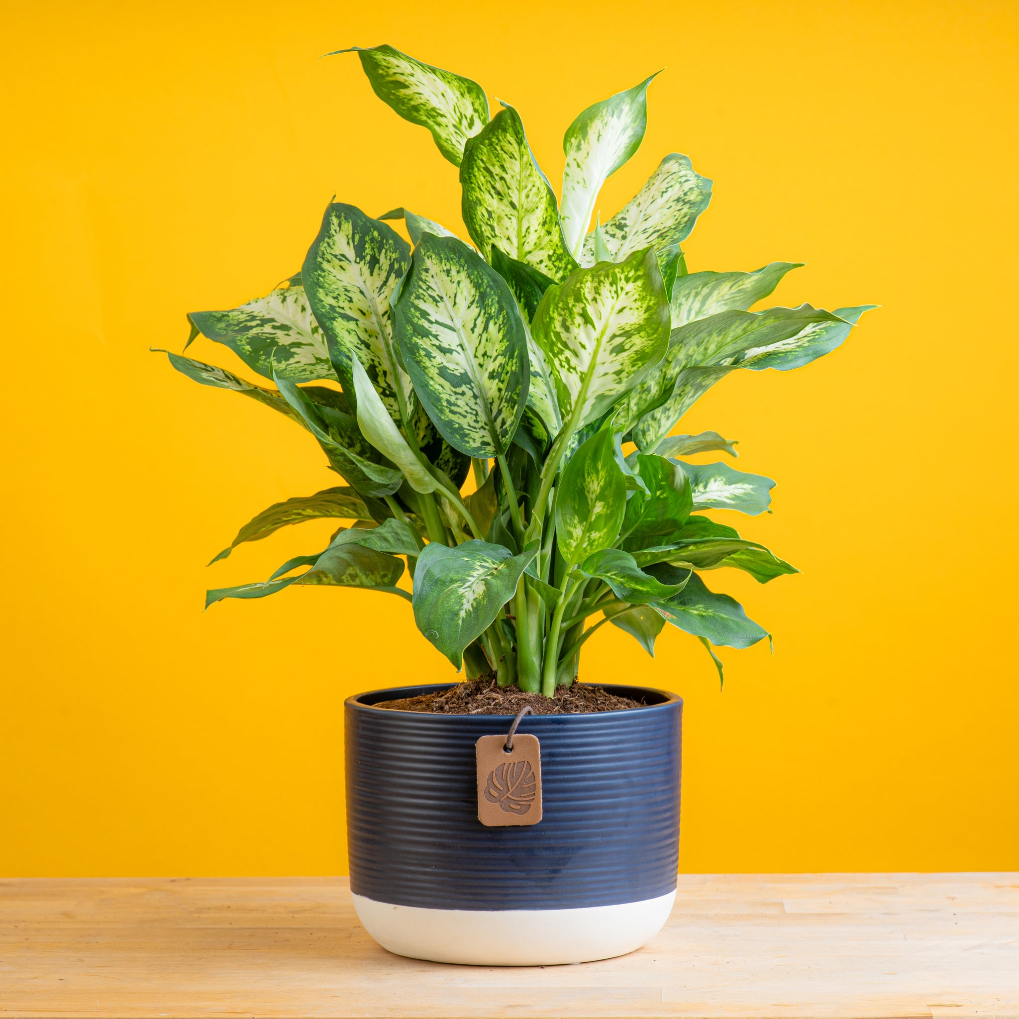 dieffenbachia plant in navy and white two tone ceramic pot set against a bright yellow background