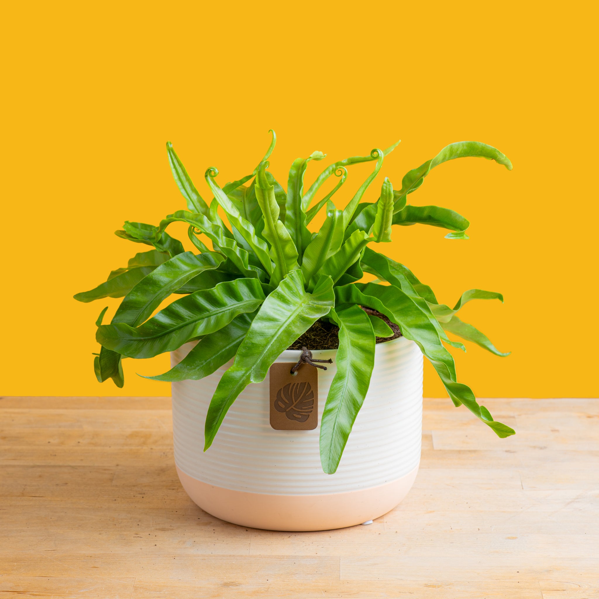 hurricane fern plant in two tone white and apricot color pot set against a bright yellow background 