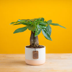 anthurium plant with 4 blooms in cream pot