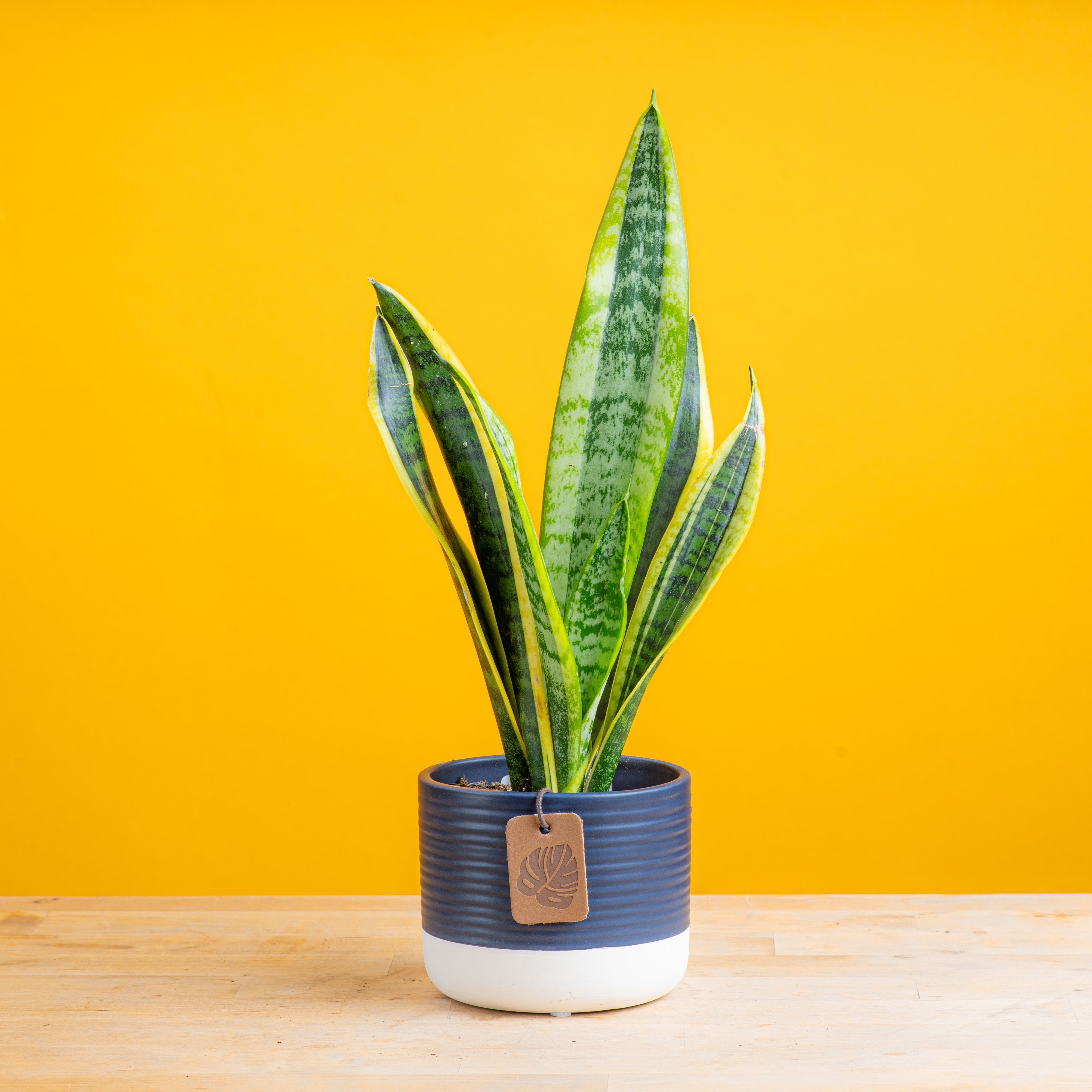 Sanseveria Artificiale Small Variegata H. 65 Cm. UVR - Verdevip