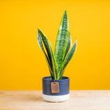 A small snake plant in a blue and white ceramic pot and yellow backdrop.