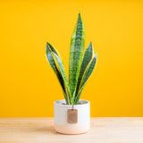 A small snake plant in a pink and white ceramic pot and yellow backdrop.