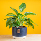 philodendron birkin plant in a two tone navy and white ceramic pot, the plant is set agsint a bright yellow background