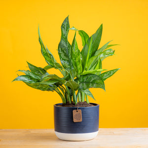 emerald beauty aglaonema in two tone navy and white pot set against a bright yellow background