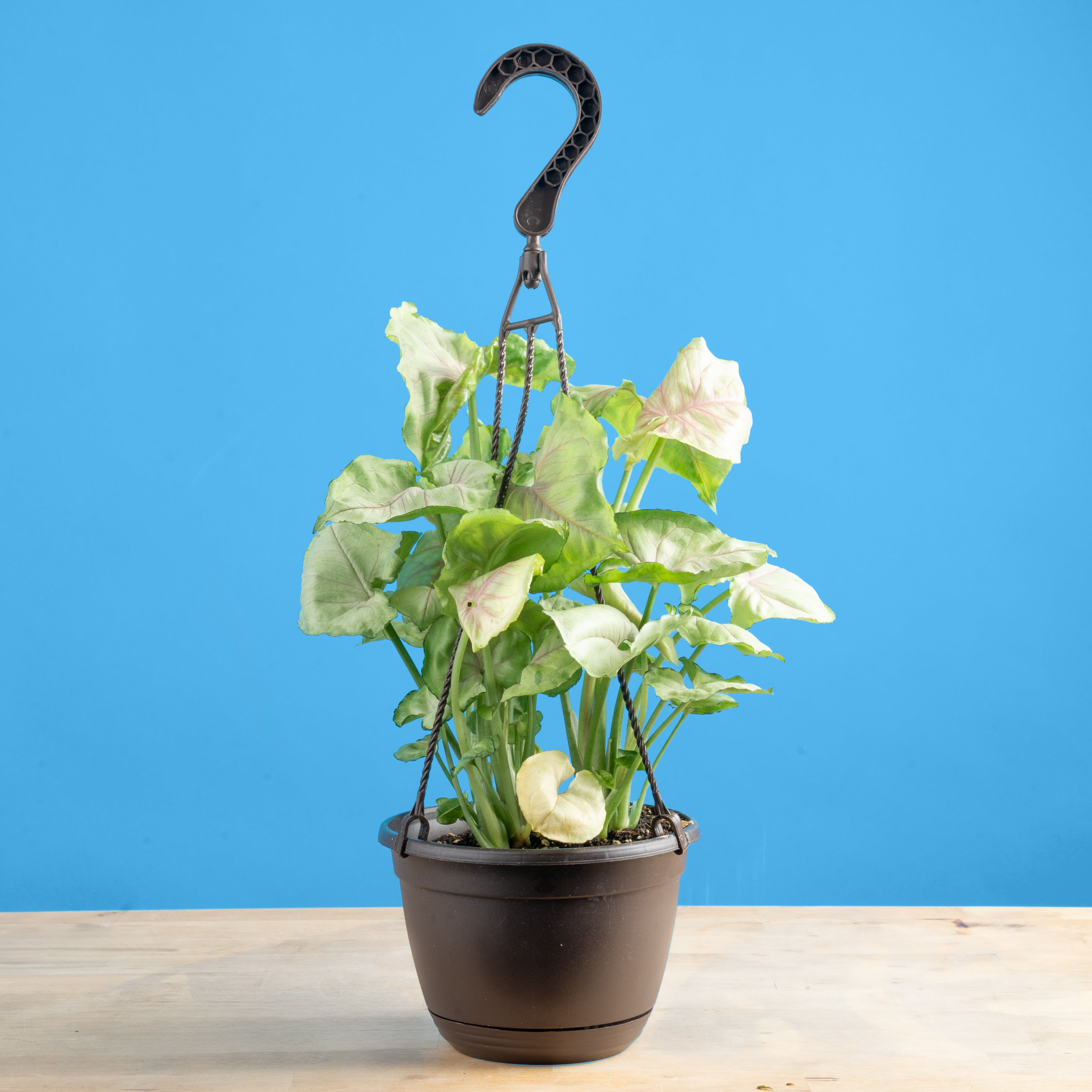 syngonium hanging plant Syngonium Roxana | medium