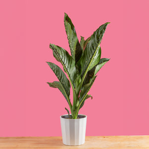 Dieffenbachia Crocodile | large