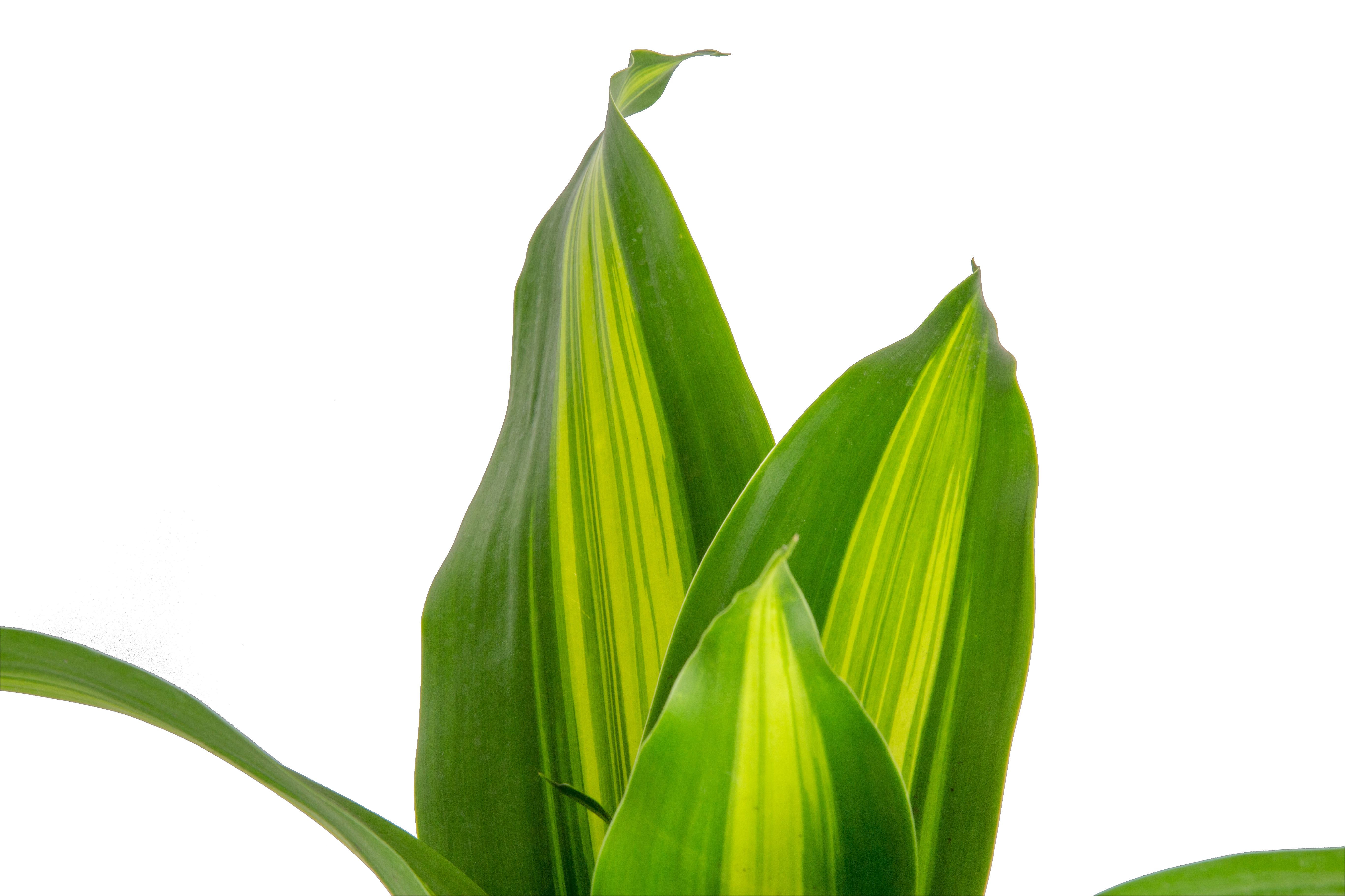 dracaena green heart Dracaena Golden Heart