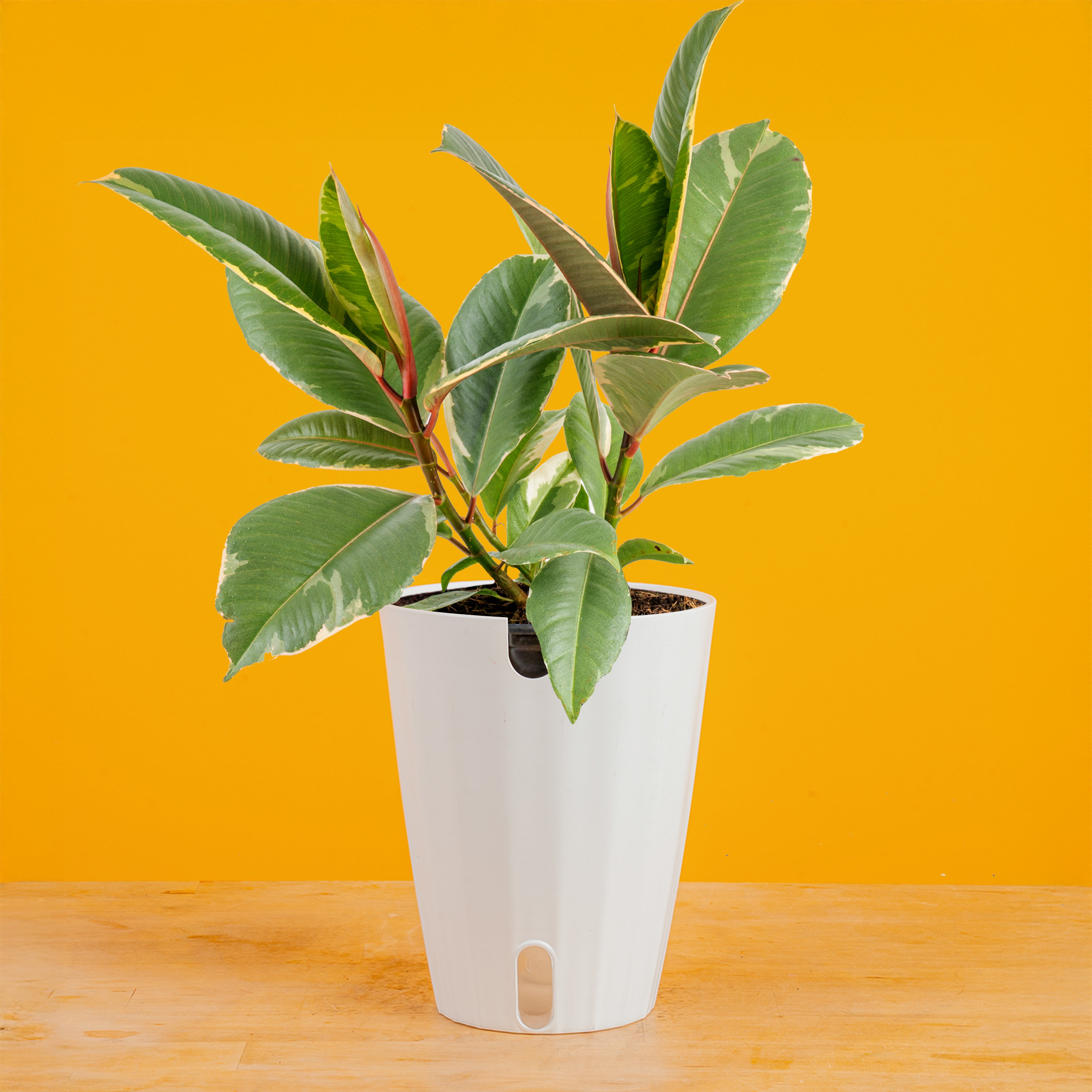 Ficus Tineke | medium – Costa Farms