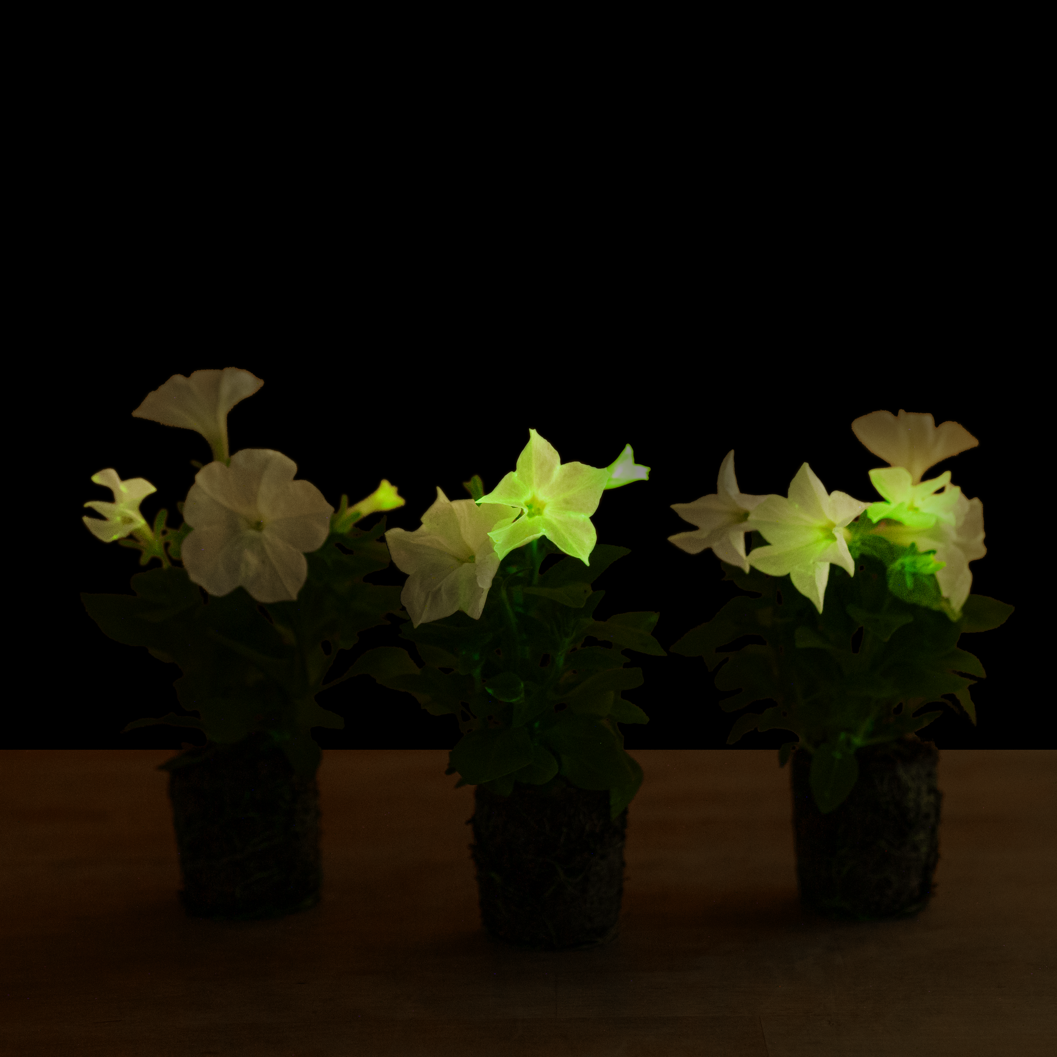glowing plant pots Firefly Petunia