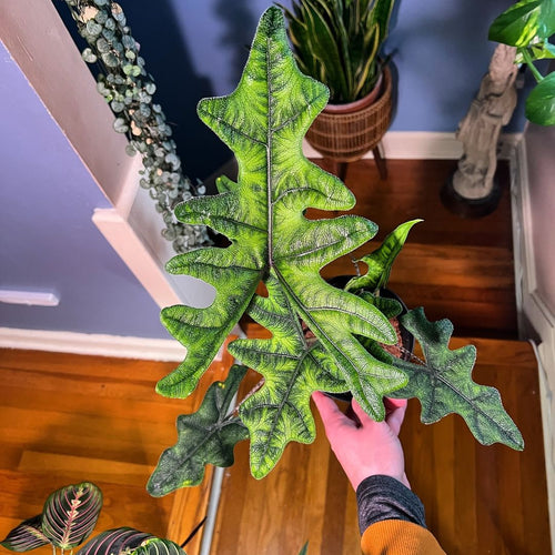 Hand holding a medium sized Alocasia Jacklyn from above, in a blue room, with wooden floors and filled with plants.