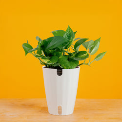 Golden Pothos | medium